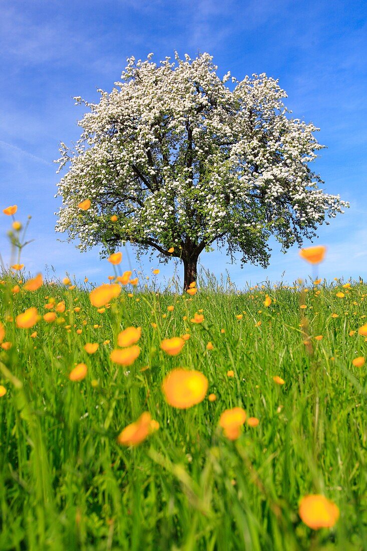 aplle tree in blossom, spring, Switzerland