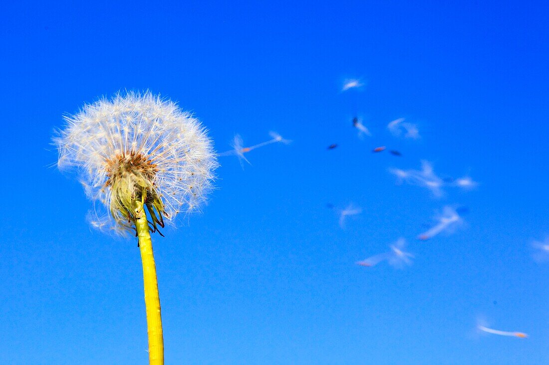 Dandelion, Taraxacum officiale, Loewenzahn, Pusteblume, Switzerland