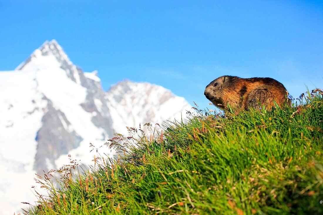 Alpine Marmot, Marmota marmota