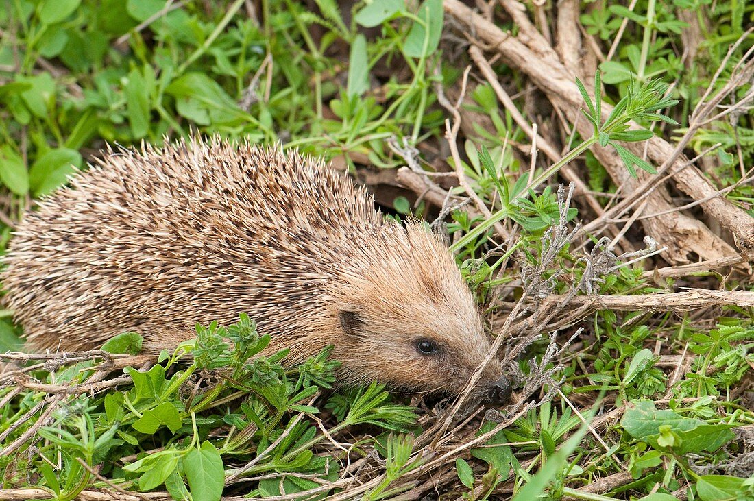 Hedgehog Erinaceus europaeus grazing, Spain