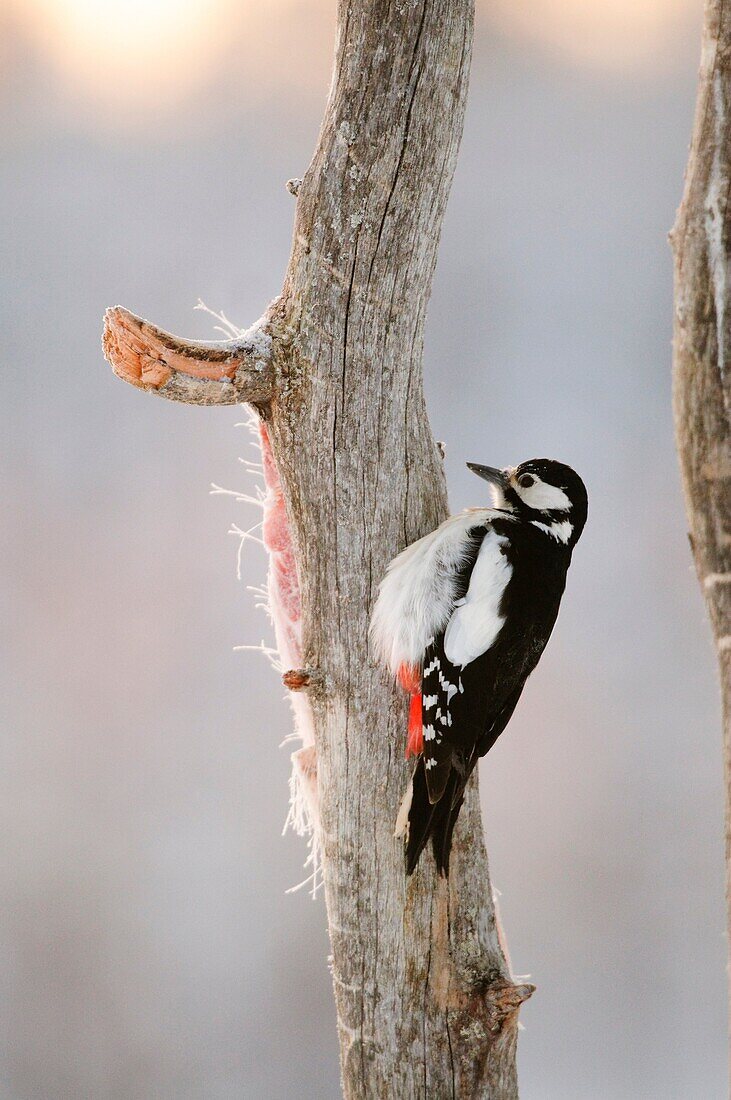 Great Spotted Woodpecker Dendrocopos major on a stump at dawn in winter, Kuhmo, Finland