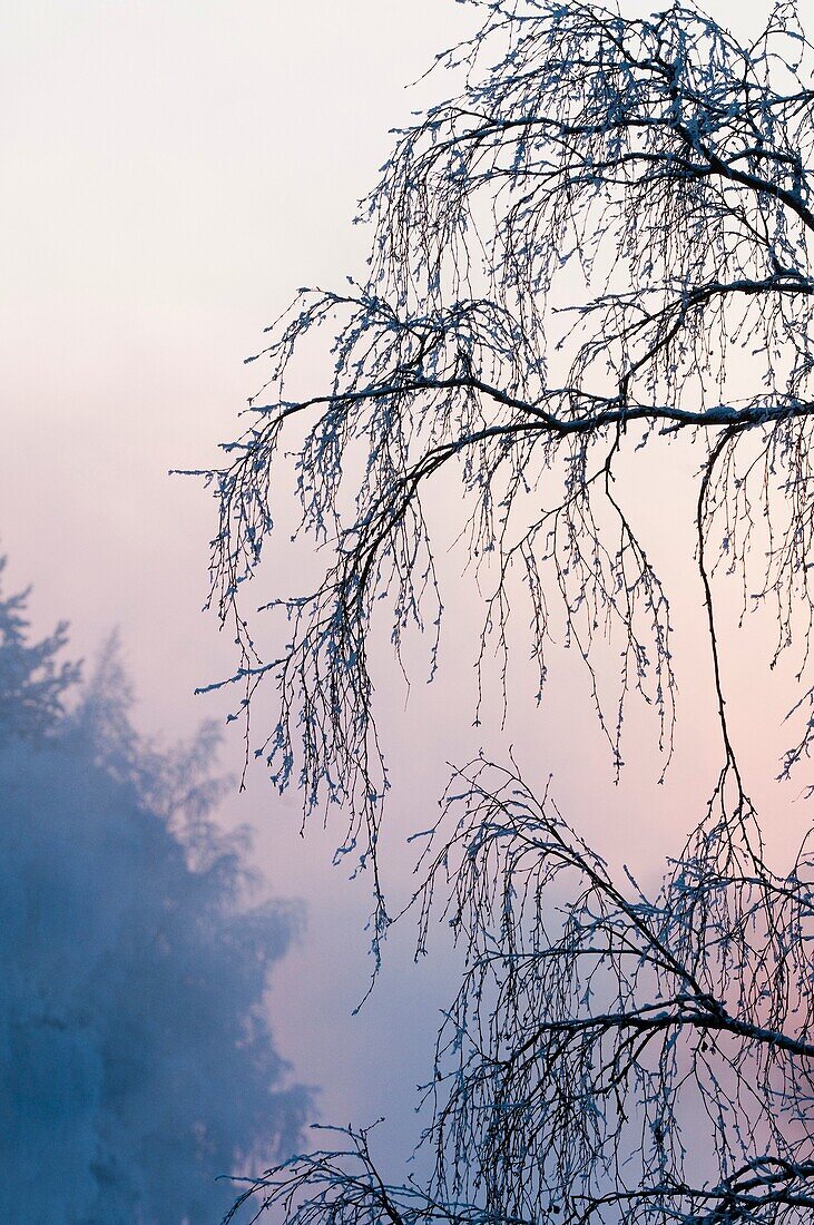 Foggy views of the surroundings of the river in Kuhmo, Finland, at sunset in winter, all nearby vegetation covered by condensed ice due to extremely low temperatures