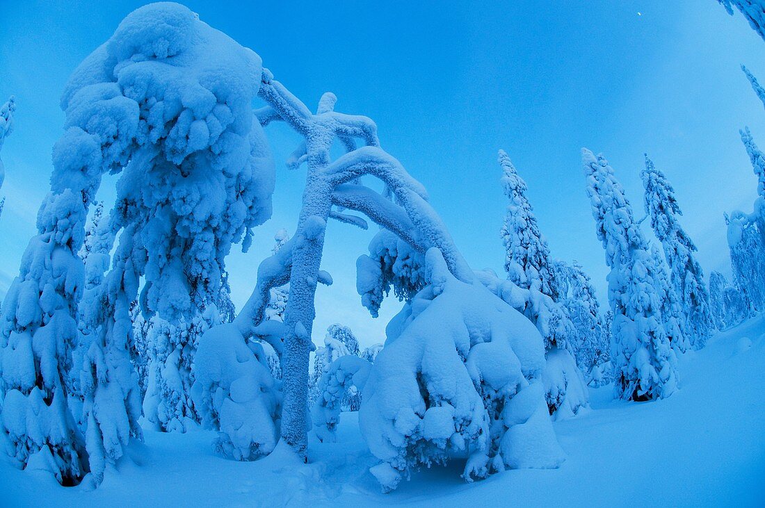 Snow landscapes in February with extreme cold conditions, Kuusamo, Finland