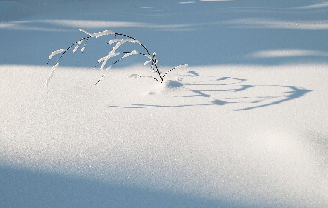 Sunlit details on the low vegetation covered by thick snow layer in winter, Oulanka, Kuusamo, Finland