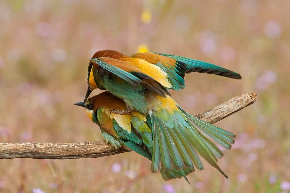 Couple of European Beeeaters Merops apiaster mating in the surroundings of the nest in breeding season, Spain