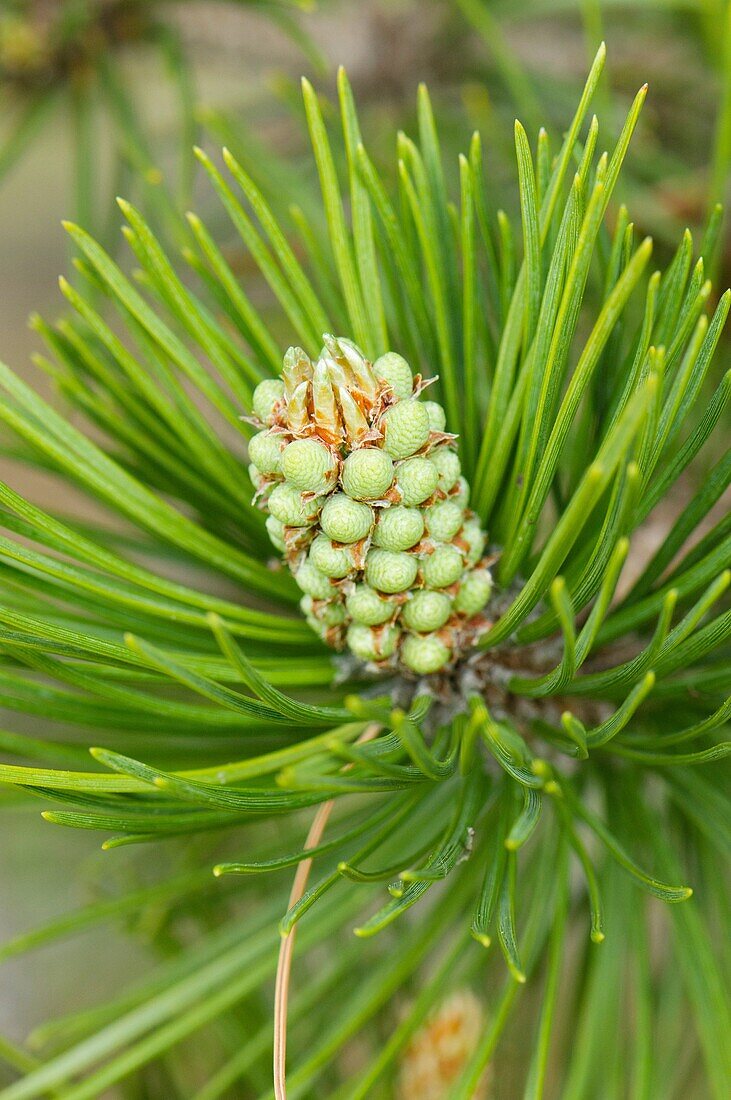 Cones of the mountain Pyrenees pine Pinus uncinata, Spain