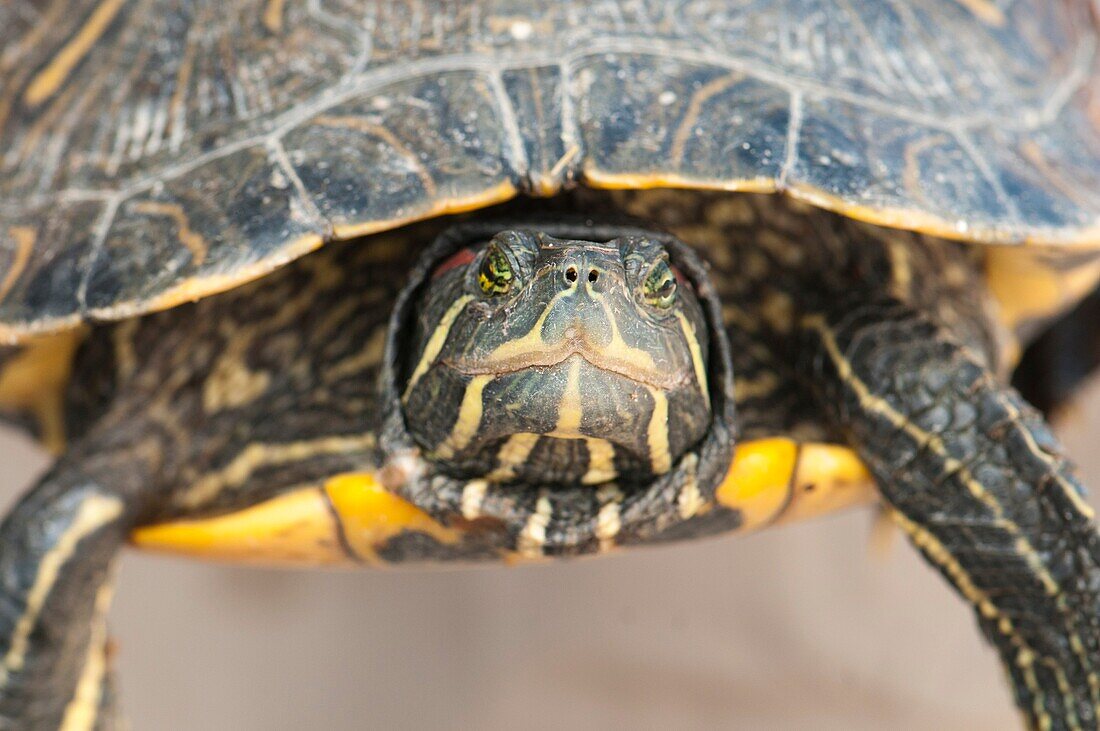 Read-eared slider Trachemys scripta elegans turtle portrait