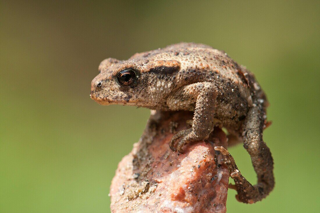 Young common Toad Bufo bufo, Spain