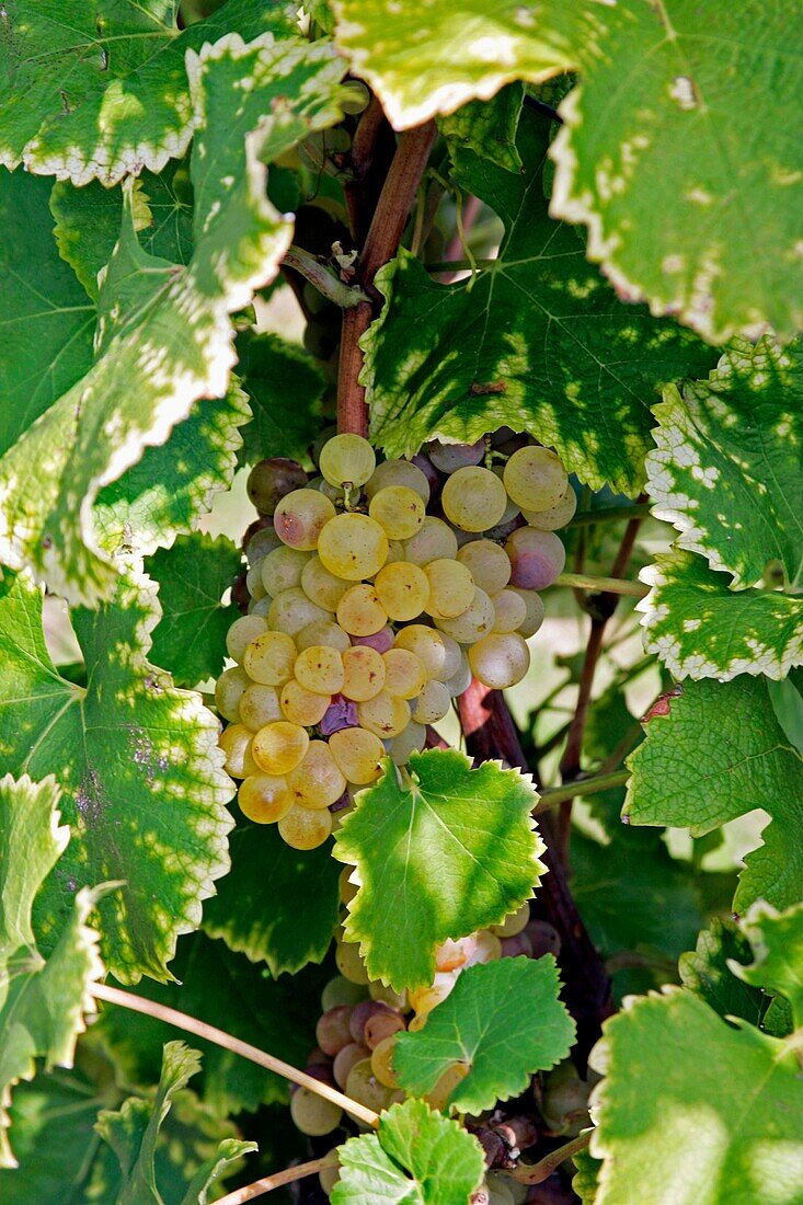 Vineyard, workers, Ripe, wine, grapes, in, vineyard, Bordeaux, vineyard, town, St Emilion, Aquitaine, France