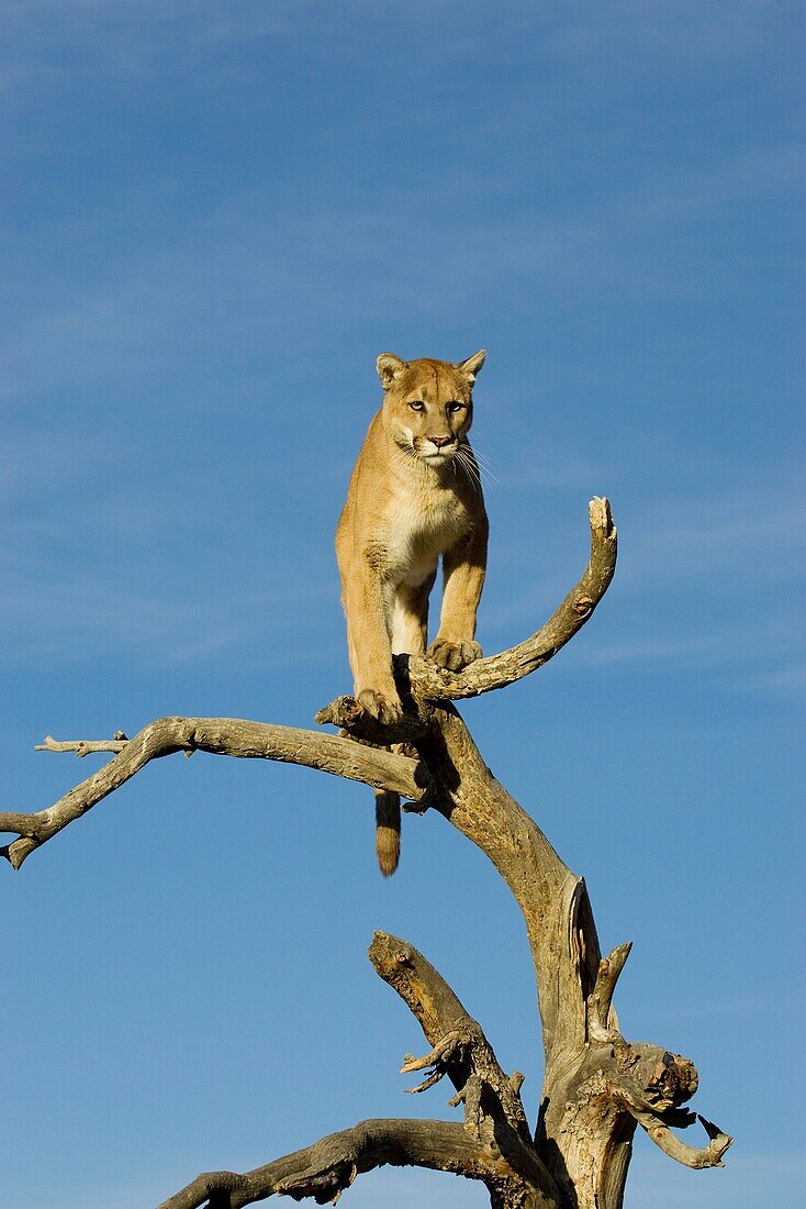 MOUNTAIN LION, COUGAR IN MONTANA