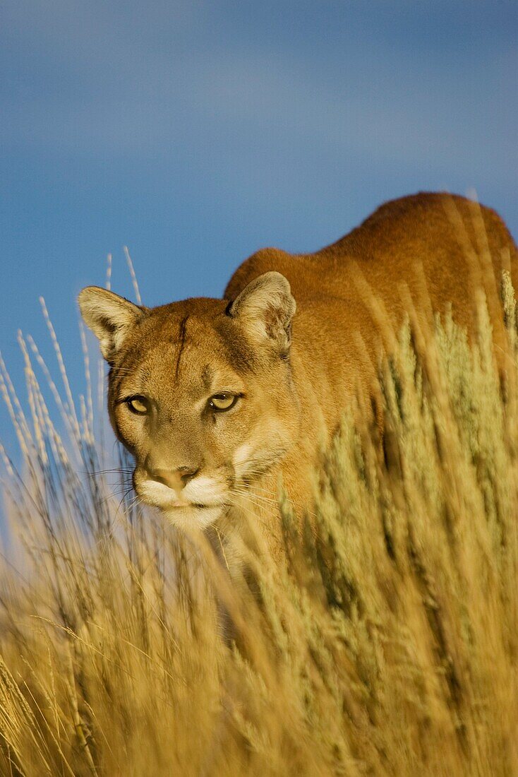 MOUNTAIN LION, COUGAR IN MONTANA