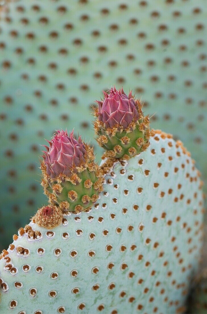 Beavertail Cactus Opuntia basilaris flower buds, Sonoran Desert, Anza-Borrego State Park California