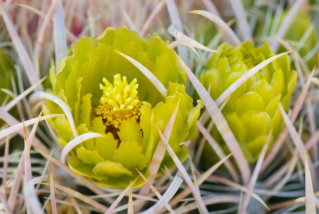 Barrel Cactus Ferocactus cylindraceus flowers, Sonoran Desert, Anza-Borrego State Park California