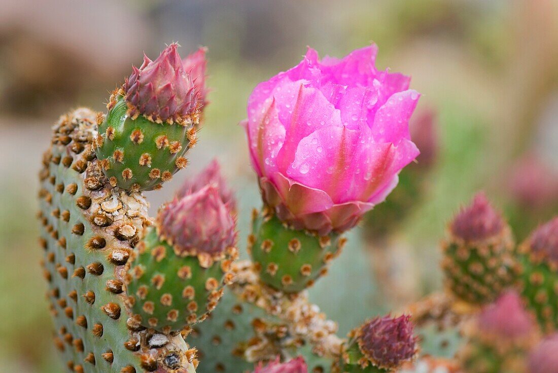 Beavertail Cactus Opuntia basilaris flowers, Sonoran Desert, Anza-Borrego State Park California