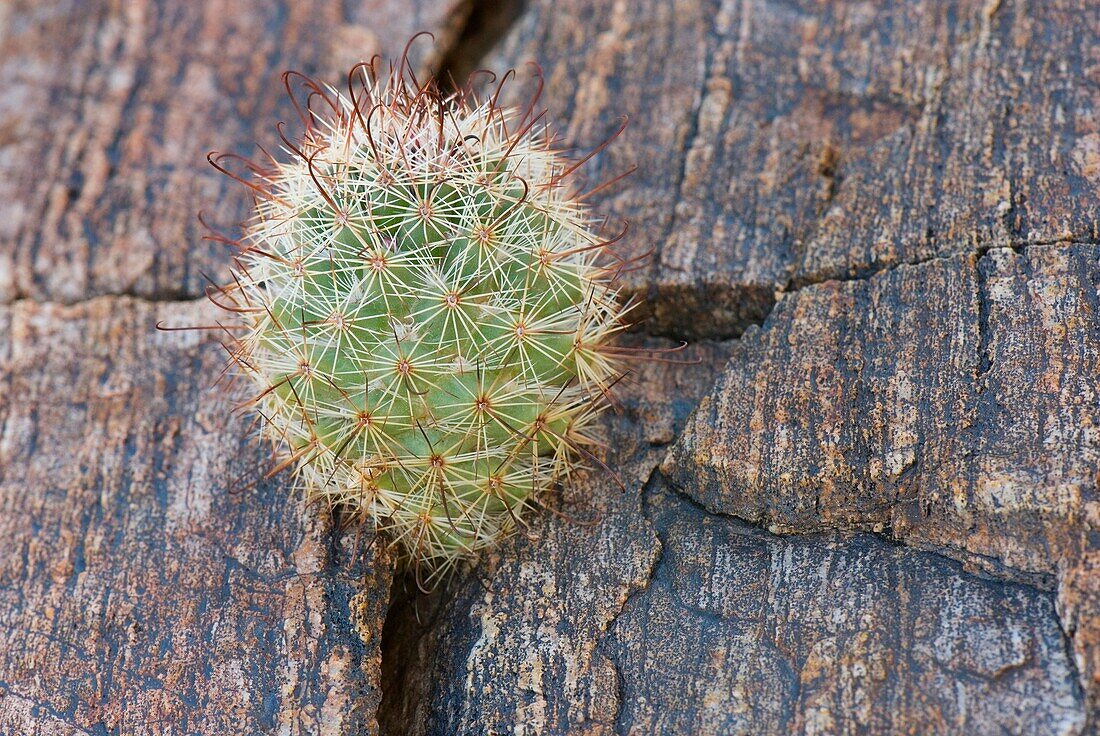 Fishhook Cactus Mammillaria microcarpa Sonoran Desert, Anza-Borrego State Park California