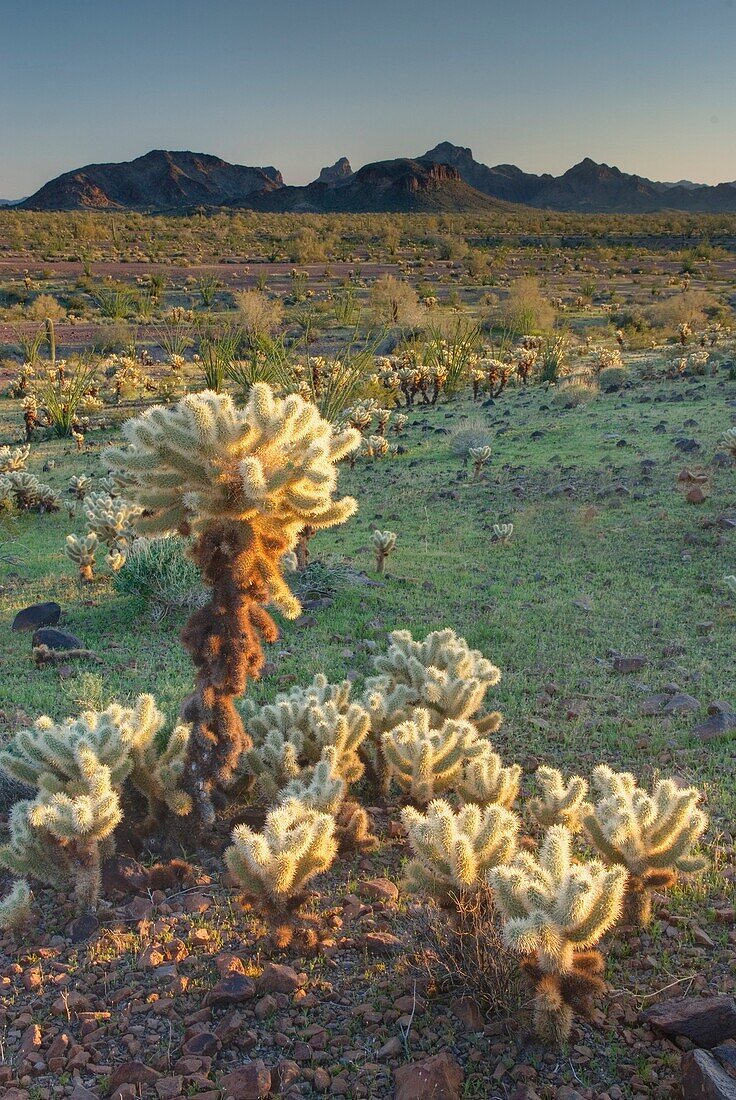 Teddy Bear Cholla Opuntia bigelovii in the Sonoran Desert of Kofa National Wildlife Refuge Arizona