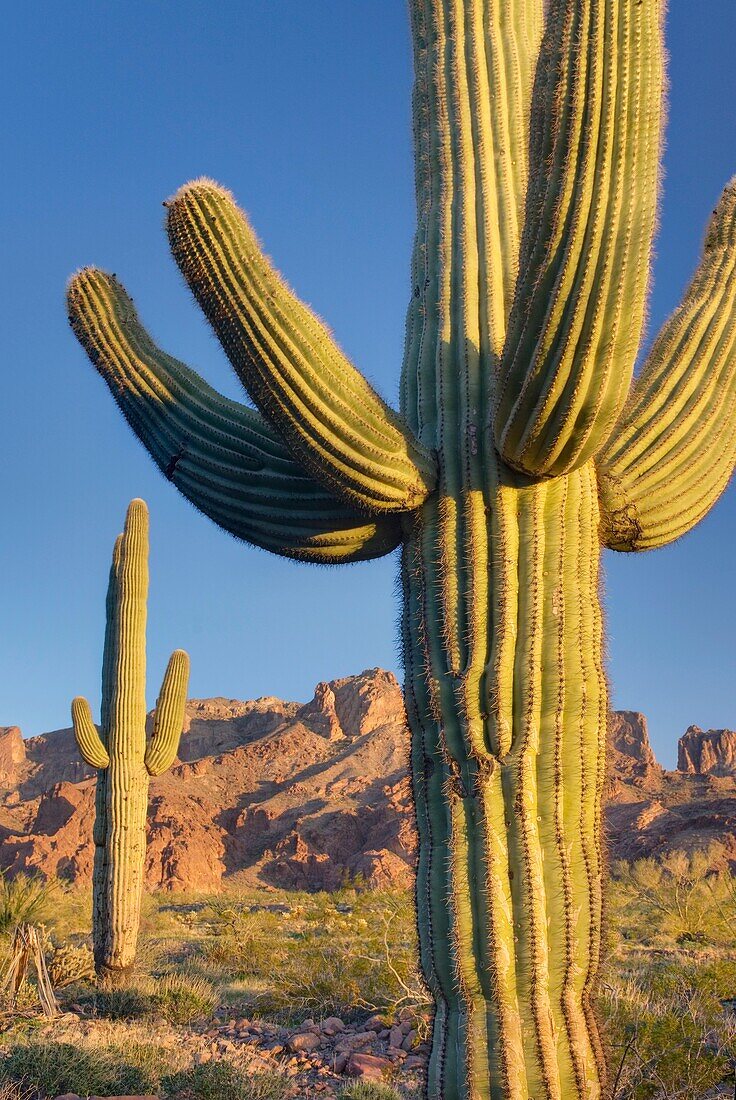 Saguaro Cactus Carnegiea gigantea in the Sonoran Desert of Kofa National Wildlife Refuge Arizona