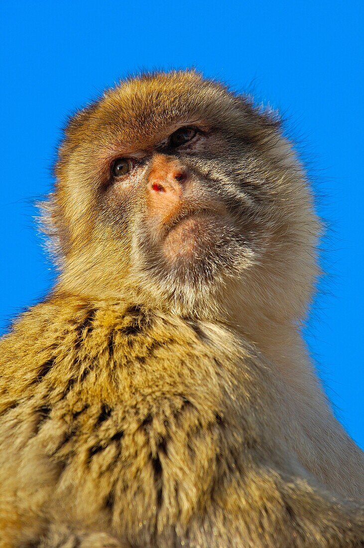 Barbary Macaque. Macaca sylvanus, Gibraltar, UK