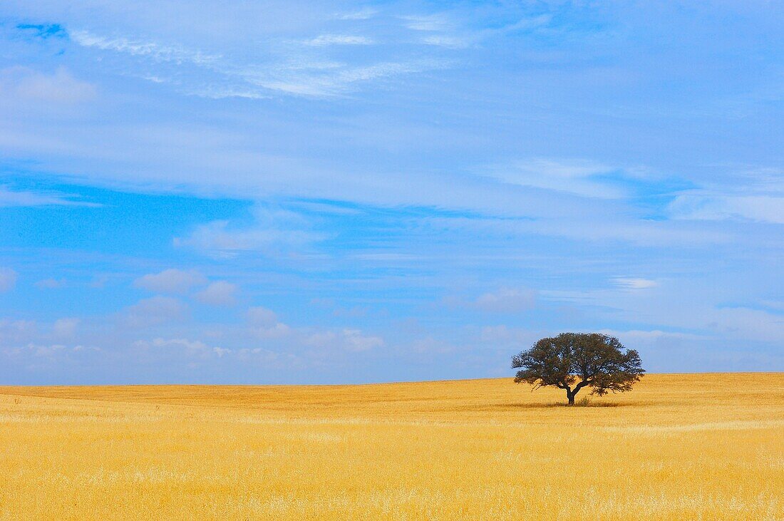 Weath Fields landscape with one Holm Oak tree. Beja Alentejo. Portugal.