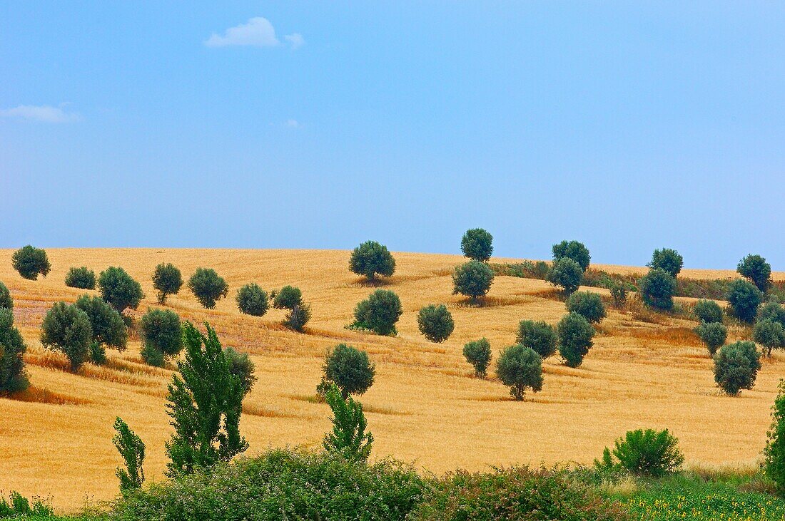 Weath Fields landscape with Olive trees. Beja Alentejo. Portugal.