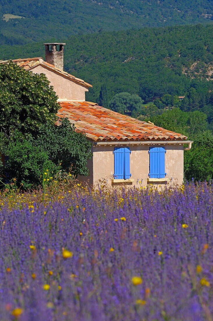 Lavender field, Sault. Vaucluse, Alpes-de-Haute-Provence, France