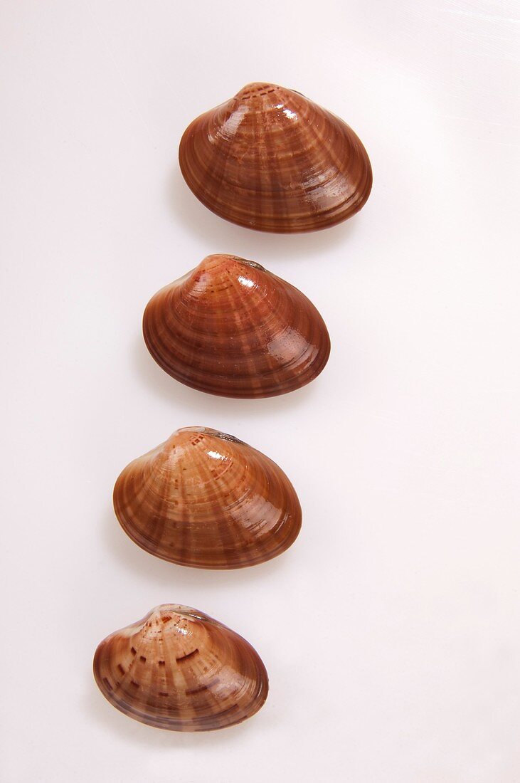 Four clams on a white board placed diagonally - Venerupis Decussata