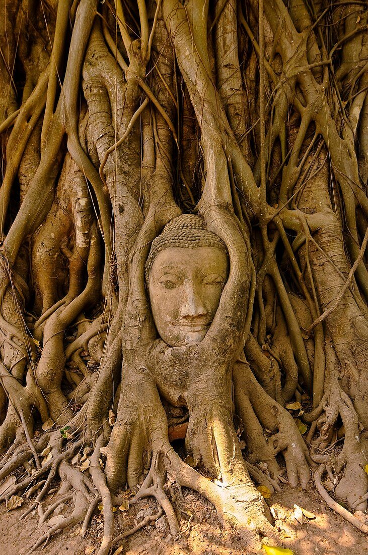 Head of the sandstone Buddha, Wat Mahathat, Ayutthaya Historical Park, Ayutthaya, near Bangkok, Thailand
