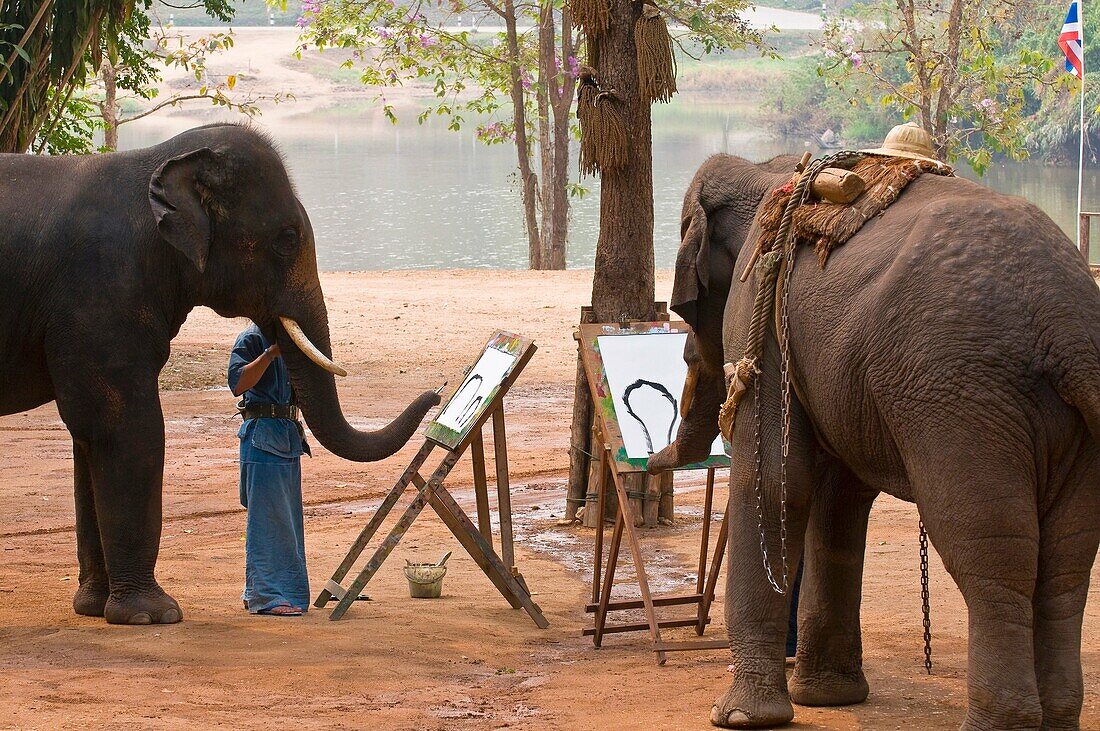 Elephants painting pictures, Thai Elephant Conservation Center National Elephant Institute, Lampang, near Chiang Mai, Northern Thailand