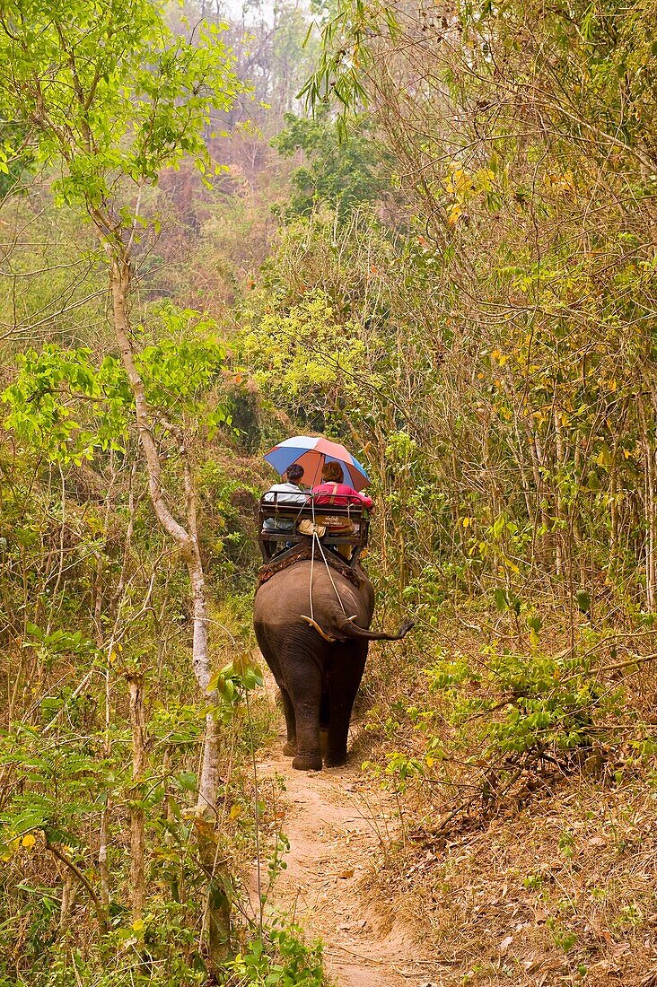 Riding elephants, Thai Elephant Conservation Center National Elephant Institute, Lampang, near Chiang Mai, Northern Thailand