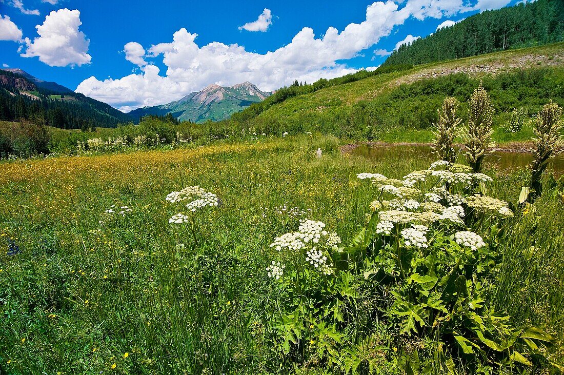 Wildflowers near Gothic near Crested Butte, Colorado USA