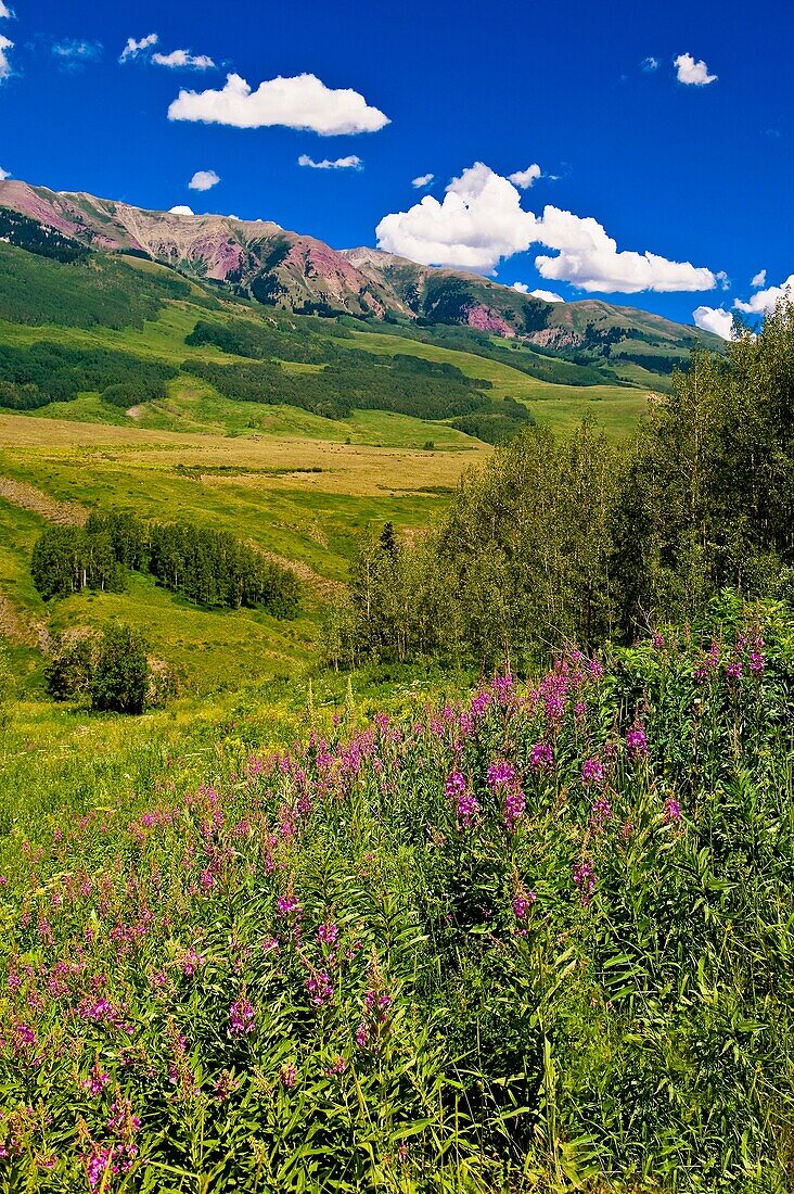 Wildflowers near Gothic near Crested Butte, Colorado USA