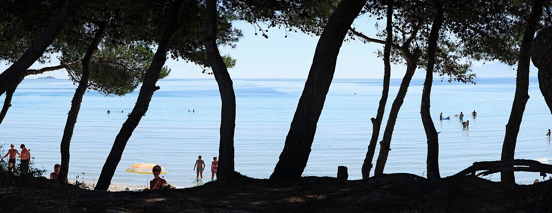 Pine trees at Alcudia's beach, Majorca, Spain