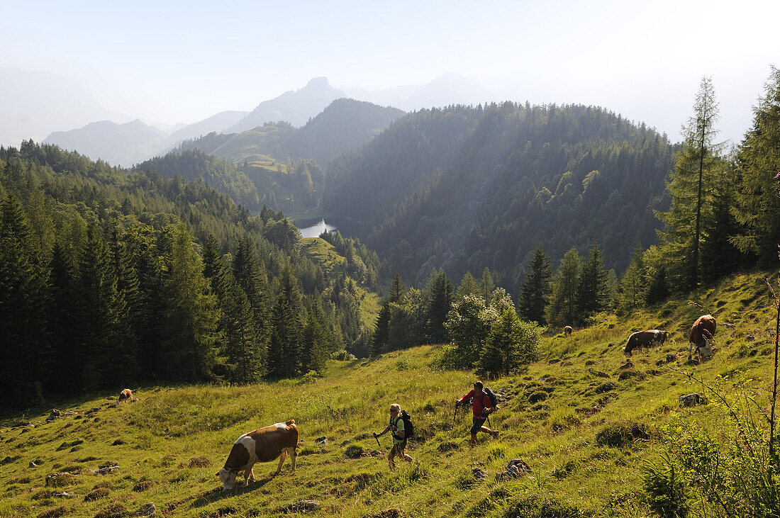 Hikers and cows at Stoibenmöseralm, Taubensee, Reit im Winkl, Chiemgau, Upper Bavaria, Bavaria, Germany, Europe