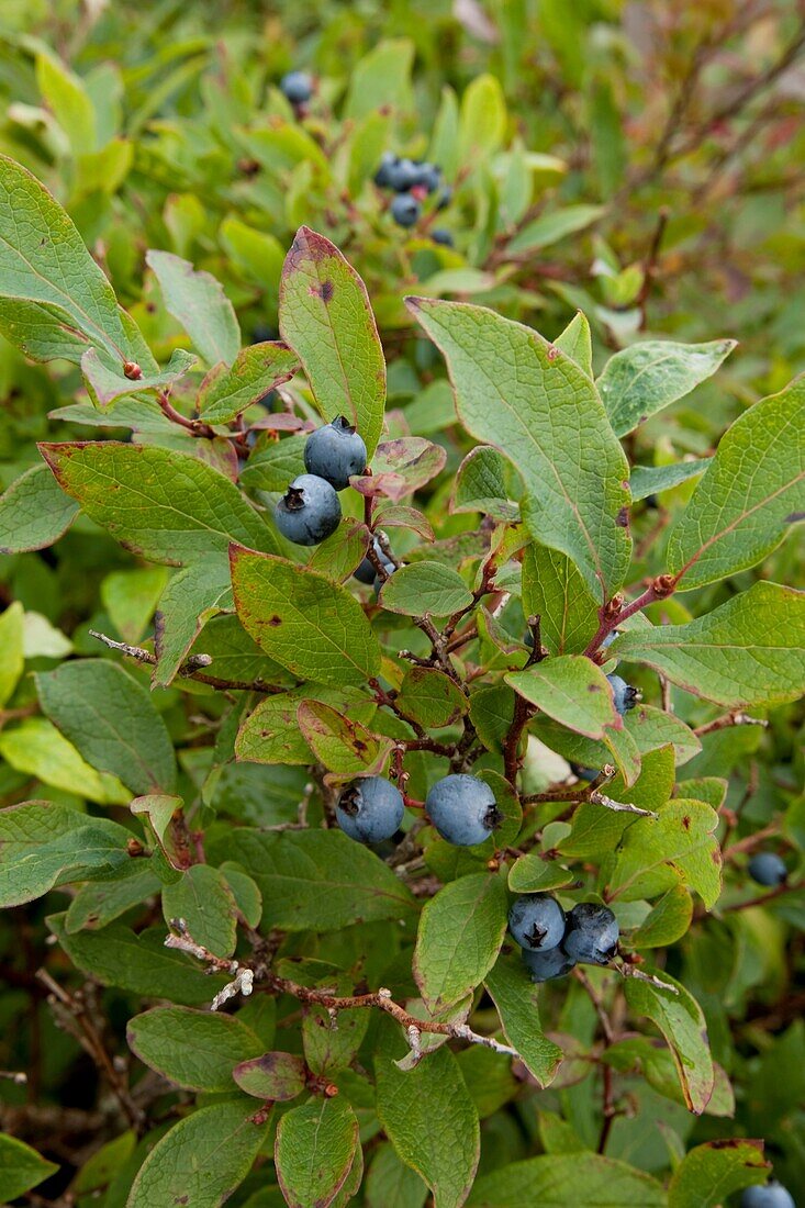 Blueberries, Shinning Rock Wilderness Area, Pisgah Nat Forest, NC