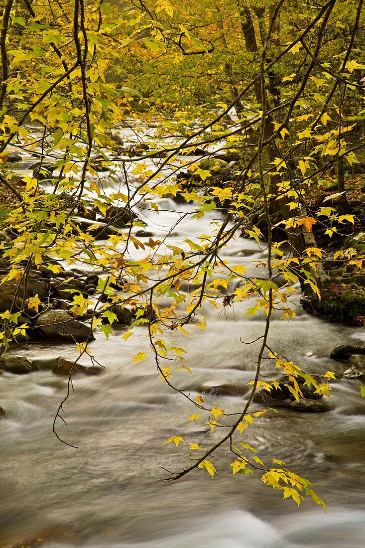 Autumn, Greenbrier, Great Smoky Mountains National Park