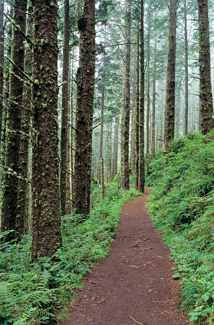 USA, Oregon, Cape Lookout State Park, Cape Trail to end of Cape Lookout through spruce and hemlock forest, foggy morning