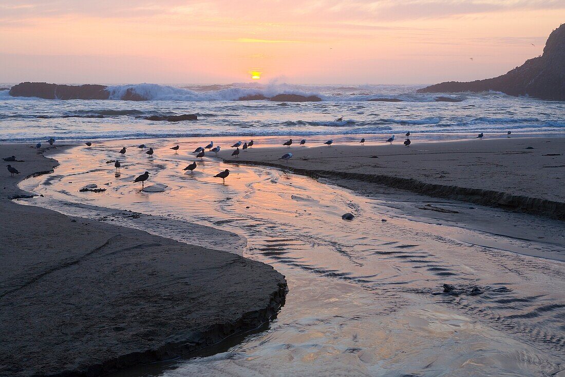 USA, Oregon, Lincoln County, Seal Rock State Recreation Area, beach with creek flowing across, gulls and rocks at sunset, August