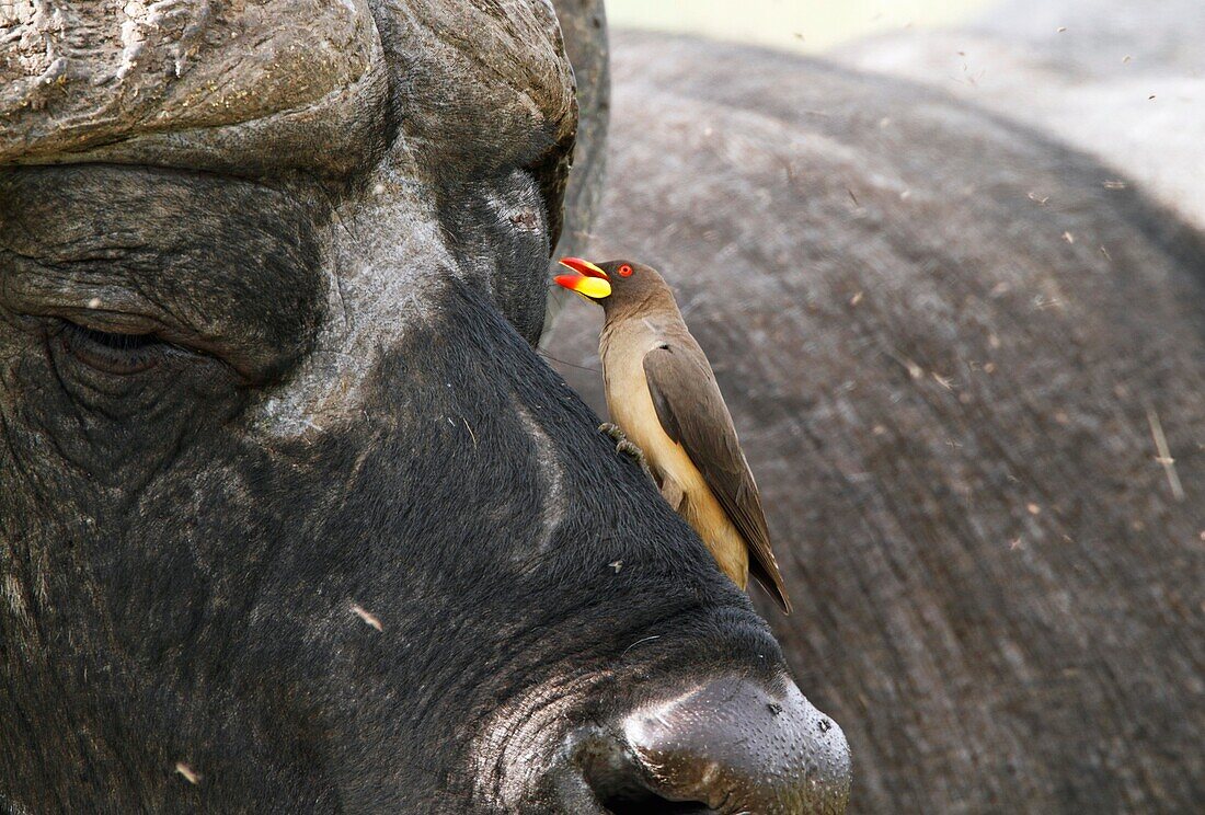 Buffalo and red oxpecker