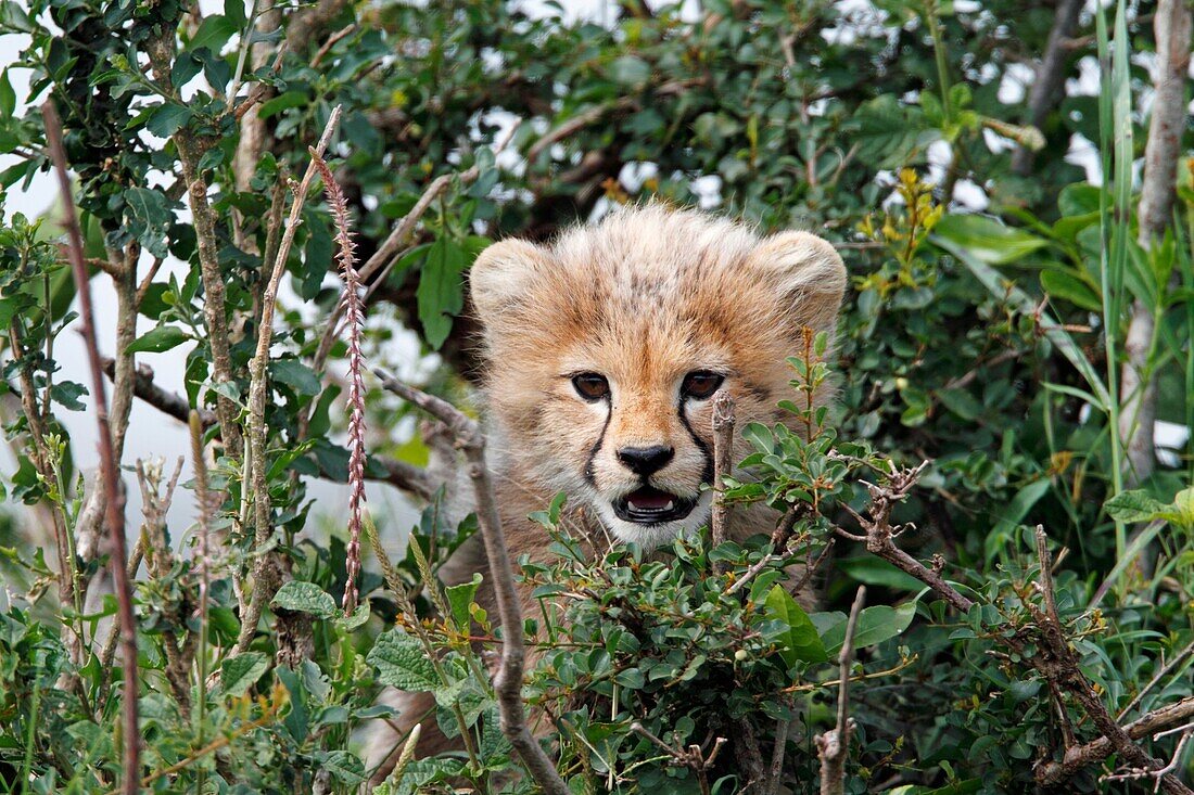 Cheethas in Kenya