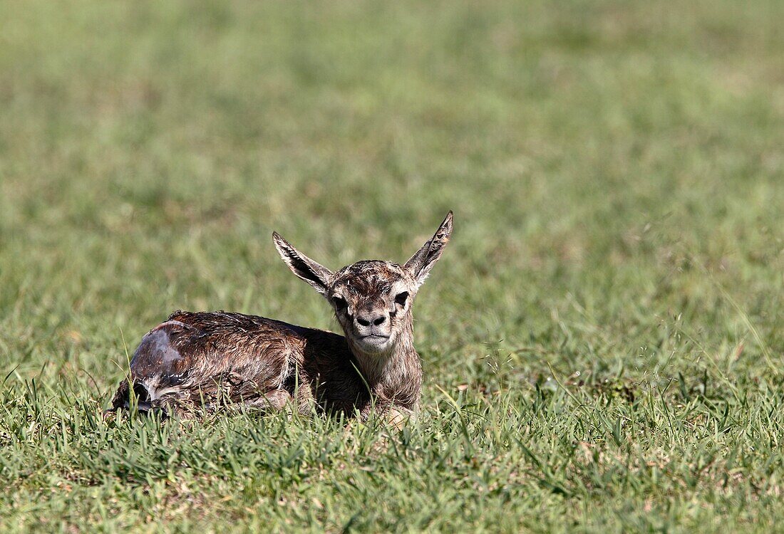 Fresh born gazelle