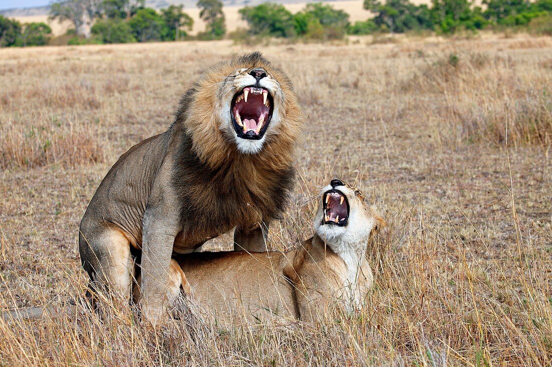 Lions in Kenya