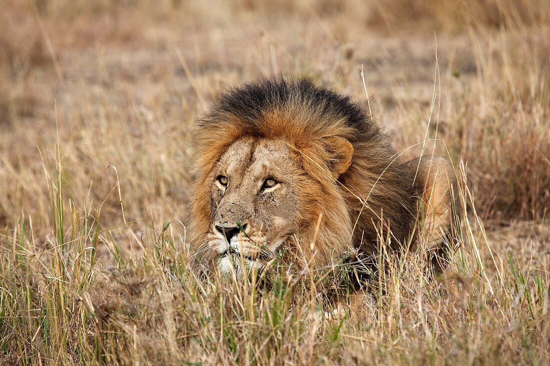 Lions in Kenya