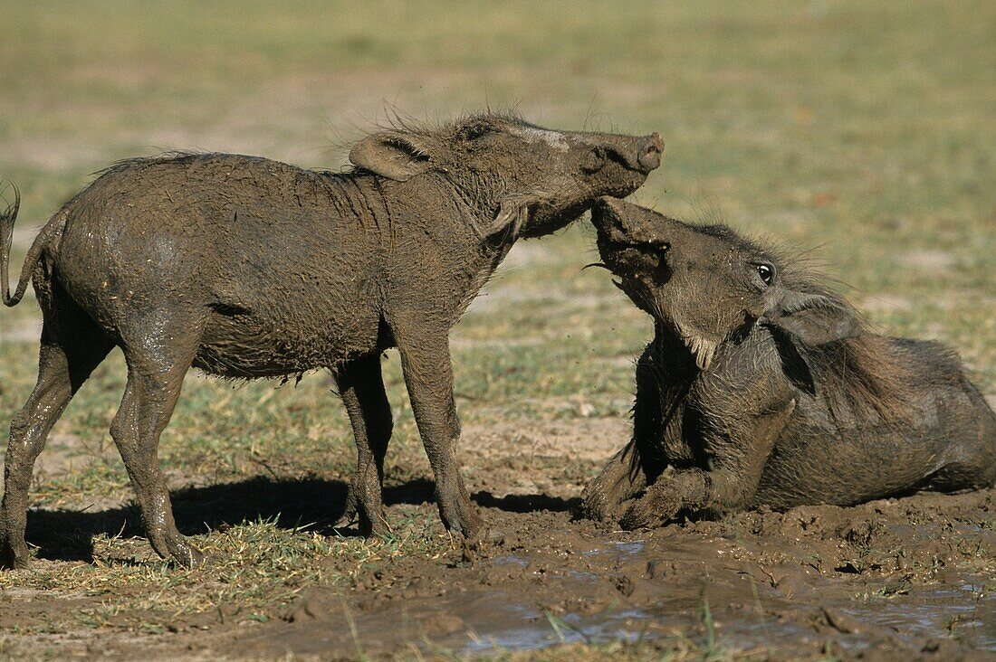 Warthog, lat. Phacochoerus africanus