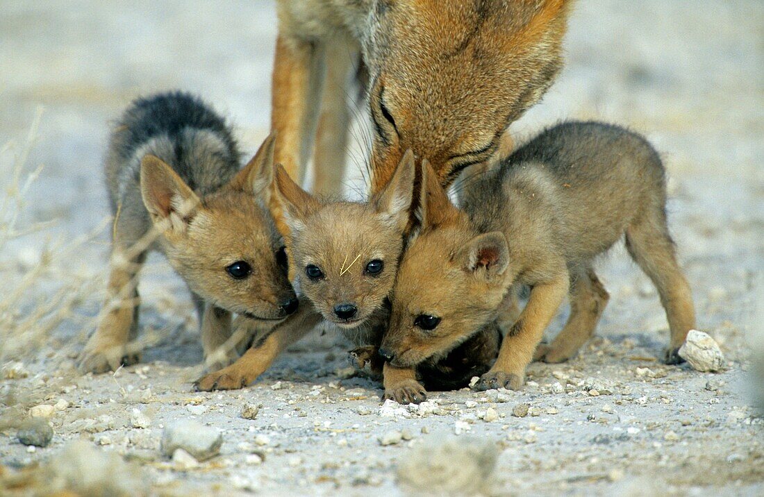 jackals, lat. Canis mesomelas