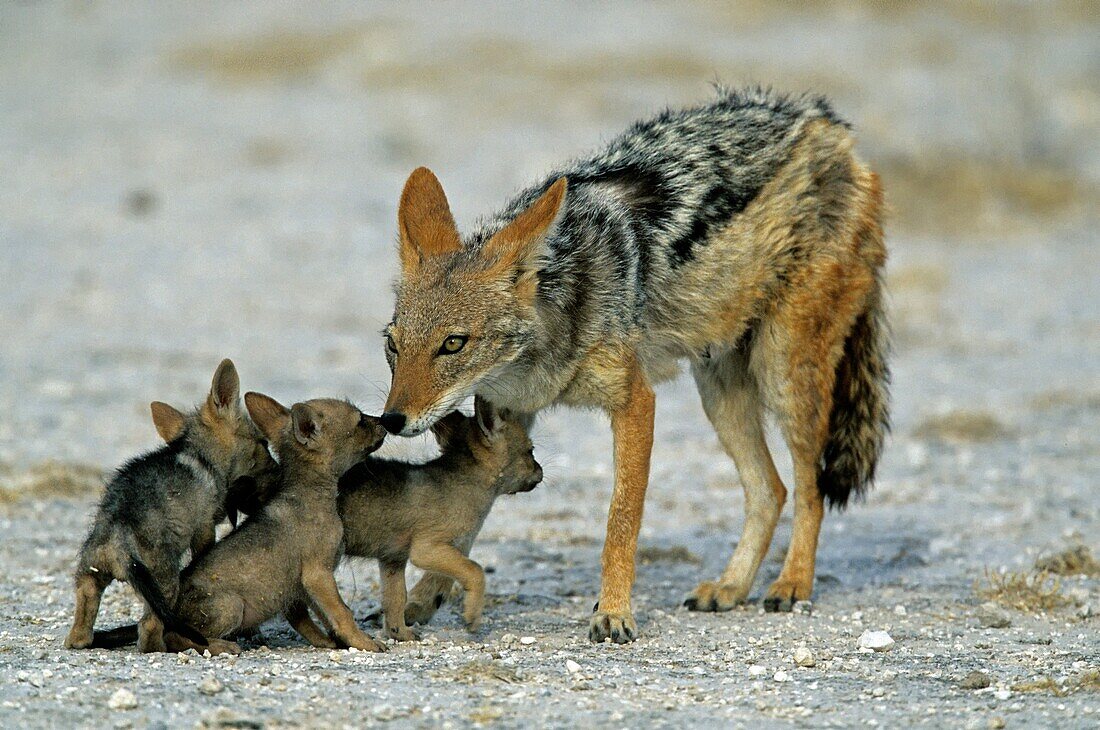 jackals, lat. Canis mesomelas