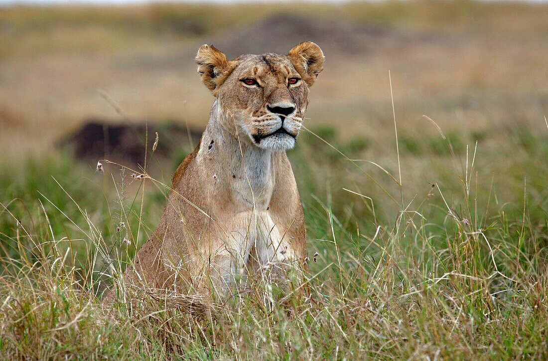 Lions, lat. panthera leo