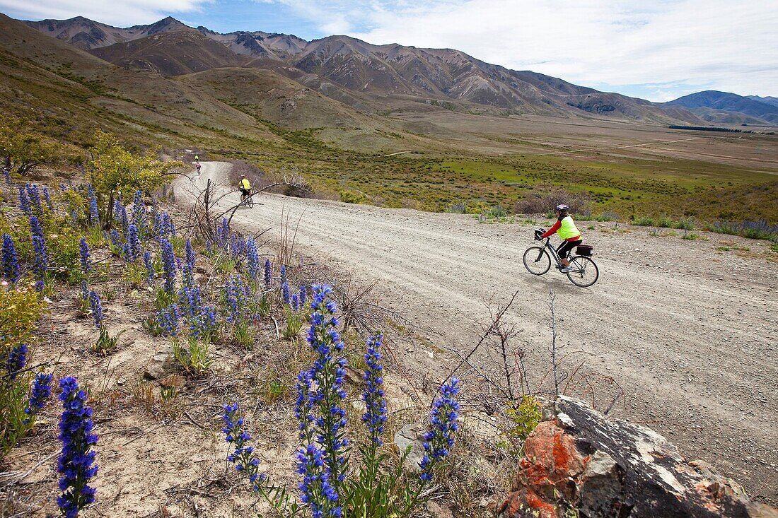 Cycle touring party rides through Molesworth Station, near Acheron River, Isolation Valley, North Canterbury, New Zealand