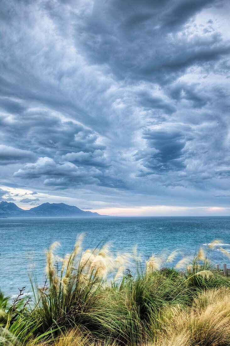 Pampas grass blowing in strong wind, NW storm clouds overhead, Kaikoura, New Zealand