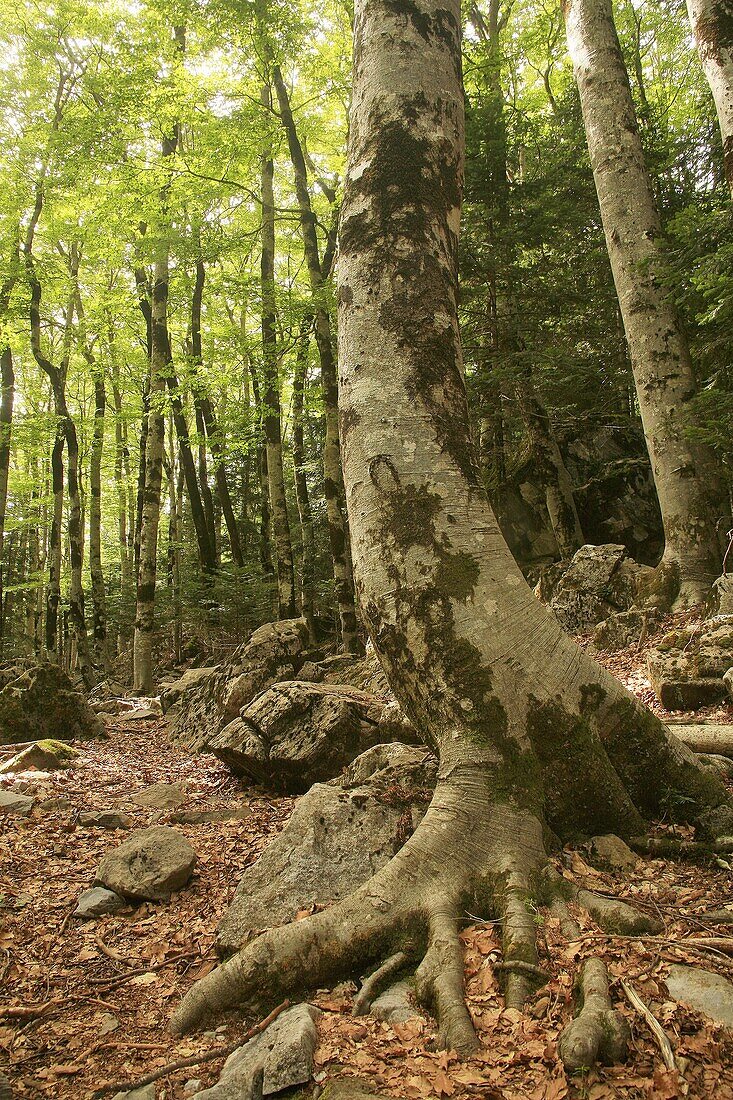 Bosque de hayas en el Pirineo. Parque nacional de Ordesa y Monte Perdido. Huesca.