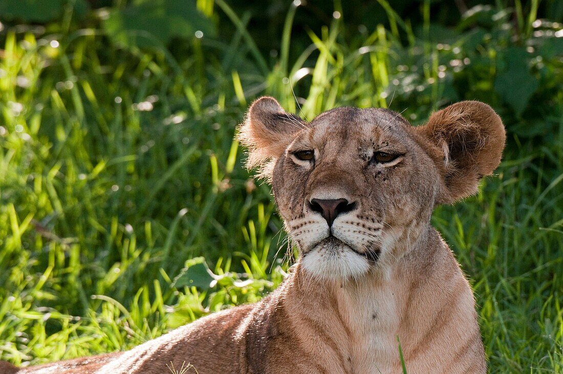 Lioness Panthera leo, Samburu National Park, Kenya